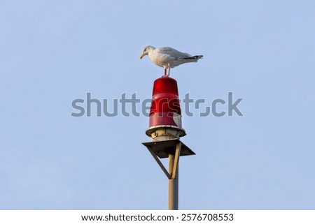 Similar – Image, Stock Photo Seagull on a lantern