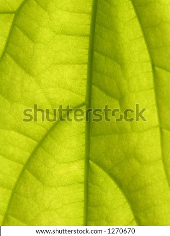 A macro of an avocado plant leaf