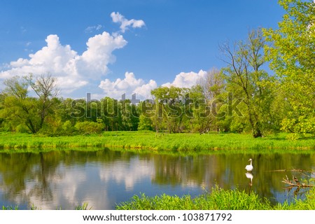 Beautiful landscape with swan in the flood waters of Narew river, Poland.