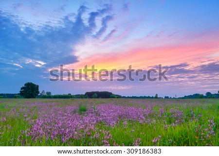 Beautiful sunrise countryside field flowers sky clouds landscape meadow Poland
