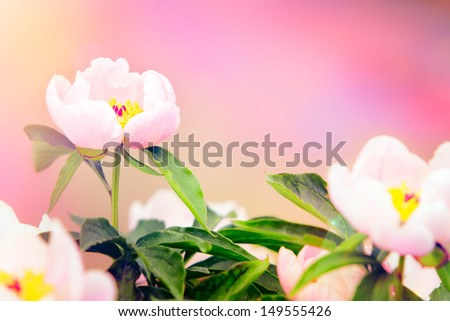 Pink peony flower with light effect