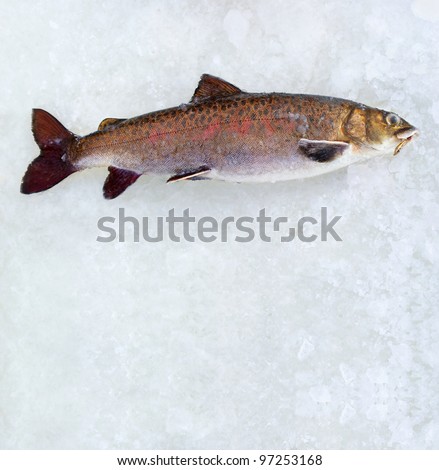 Winter fishing. Just trapped fish lies on ice. Russia, Transbaikalia