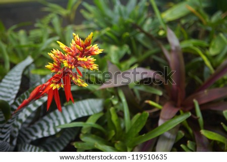 Beautiful tropical flowers grow in jungle. Nature