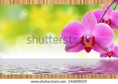 The red orchid, bamboo and reflection in water