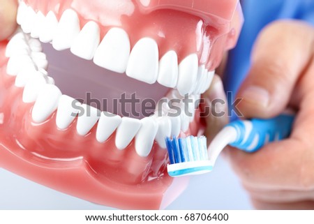 Dental teeth model and teethbrush. Close up