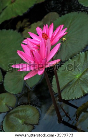 pink water lilies and lily pads in water