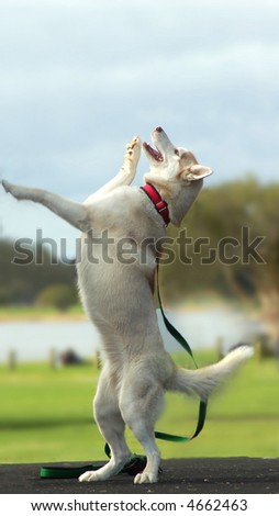 a dog standing on hind legs