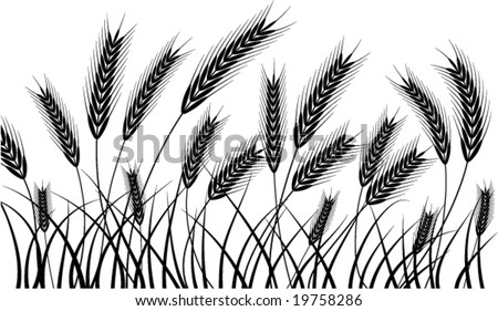 Silhouette Of Wheat Ears Ready For Harvest Stock Vector Illustration ...