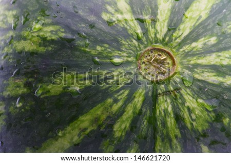 Close up of a baby watermelon covered in water droplets. Part of your five a day fruit for a healthy lifestyle.