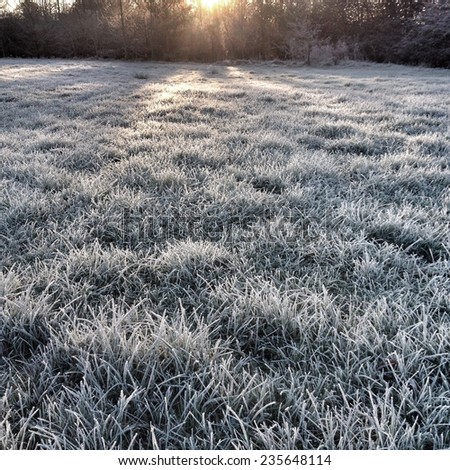 The sun rises over trees and a field of frozen grass on a frosty morning in winter.