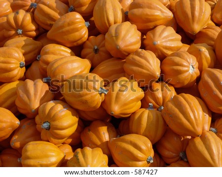 Orange acorn squash at the farm