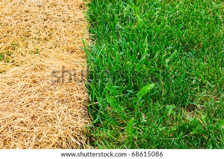 Green and yellow grass in a landscape composition respecting the rule of thirds. Concept picture for bad gardening.