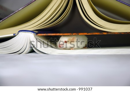 Mouse hiding in books