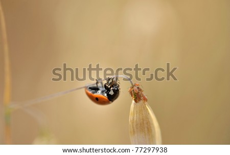lady beetle is eating a greenfly