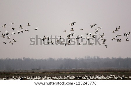 Snow geese flying over and feeding in harvested rice fields of Arkansas on cold rainy winter day.