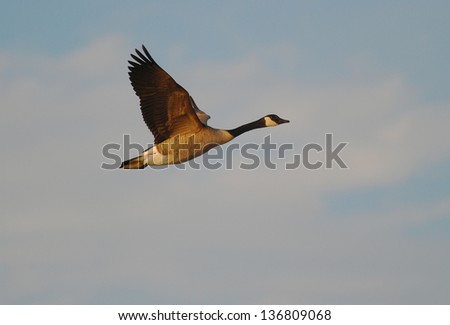 Canada Goose (Branta canadensis) flying with partly cloudy sky as background.