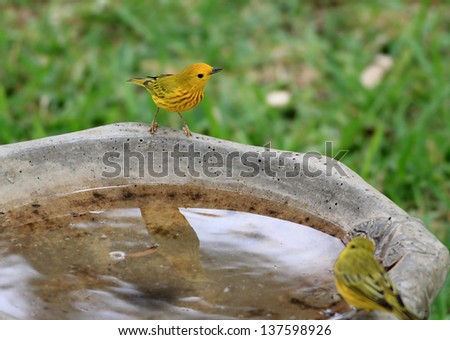 Yellow Warbler (Setophaga petechia) perched on birdbath with reflection in water and out of focus mate in foreground.
