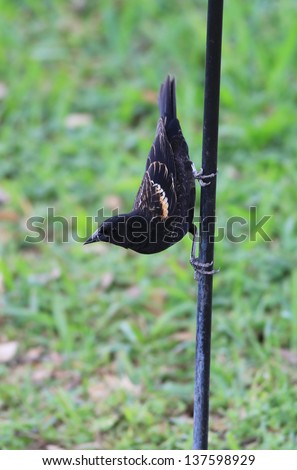 Immature Red-winged Blackbird (Agelaius phoeniceus) perched upside down on metal stake in vertical format.