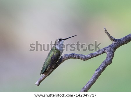 Selective focus on female Ruby-throated Hummingbird (Archilochus colubris)  perched on branch of Live Oak Tree with soft pastel background.