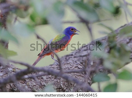 Male Painted Bunting (Passerina ciris) in oak tree with beak open indicating heat stress - need for more oxygen.  Extremely hot day in Central Texas.