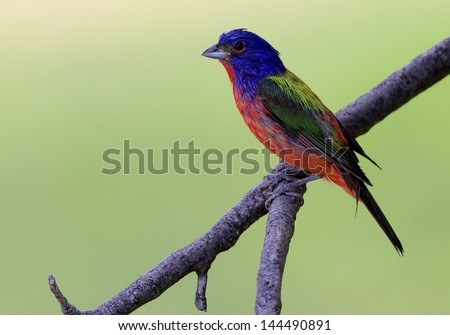 Painted Bunting (Passerina ciris) perched on tree branch drying feathers after playing in backyard sprinklers.