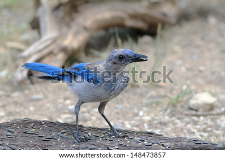 Scrub Jay (Aphelocoma coerulescens) at bird feeding station created by volunteers at South Llano River State Park near Junction, Texas.