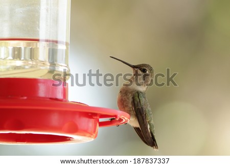 Female Ruby-throated Hummingbird (Archilochus colubris) on feeder filled with nectar (sugar water).  Selective focus with very soft background and copy space.