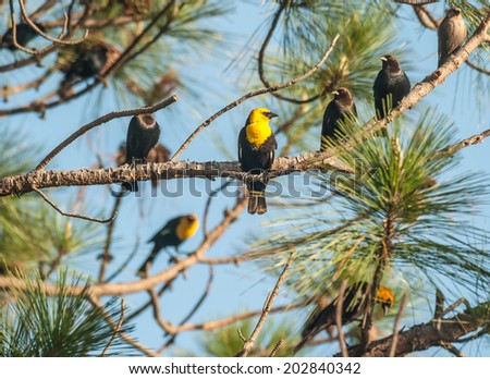 Yellow Headed Blackbirds (Xanthocephalus xanthocephalus) and Brown-headed Cowbirds (Molothrus ater) often flock together.  Seen here perched in pine tree together.