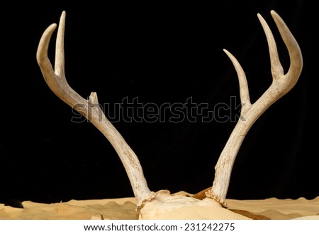 Set of young six point white tail buck deer antlers with broken tine on scraps of buckskin leather against black background.