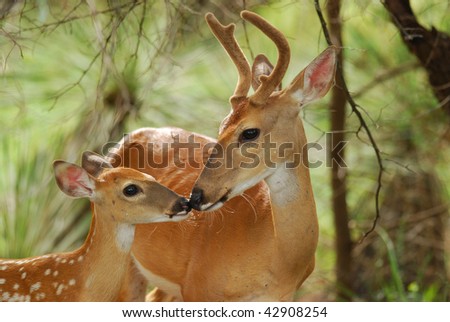 A rare moment of bonding in nature as  White tail buck touches noses with his fawn. Beautiful back lighting.