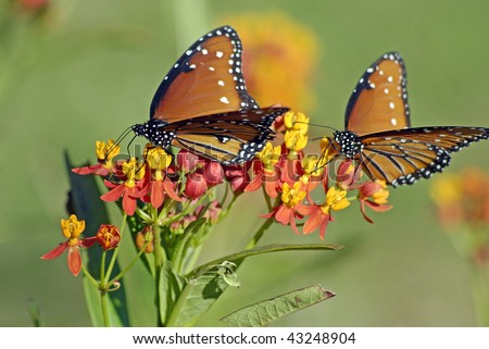 Two Monarch butterflies resting on milkweed during migration season.