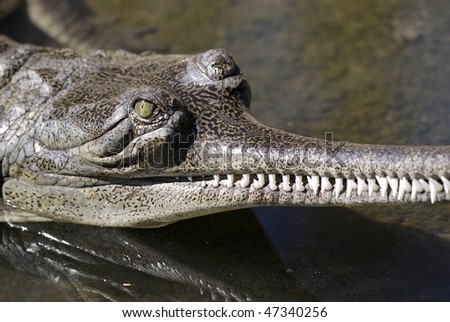 Very tight shot of just eyes and snout of the endangered Gharial (Gavialis gangeticus) -- sometimes called the Indian Gavial --  in the San Antonio Zoo