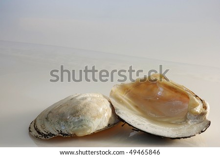 Closeup view of sea shells on soft background reflecting as if on water with pastel pink and gold light emphasizing the mother of pearl shell lining.