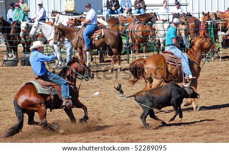 LLANO, TEXAS - APRIL 18: Team of cowboys roping the head and heels of a steer at the Llano Crawfish Open Team Roping Competition April 18, 2008 in Llano, Tx.
