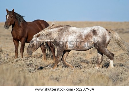 Head down, ears back, nostrils flared, wild roan stallion disciplines his band of Pilot Butte wild horses on Bureau  of Land Management property in Sweetwater County, Wyoming.