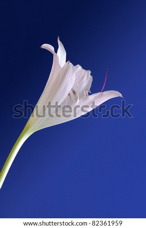 Looking up at a pink lily with gradated blue sky background -- worms-eye view.  Perfect for greeting card.