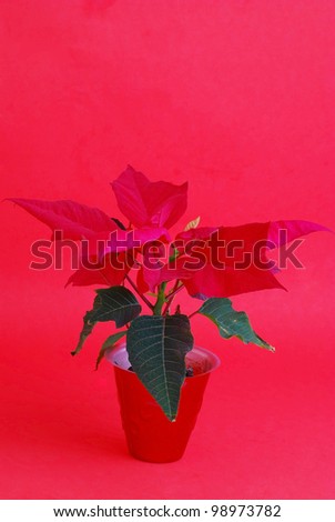 Red on Red design of traditional Holiday Season Flower in vertical format is well suited for Christmas Greeting Card