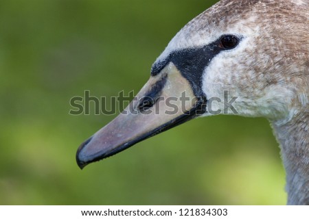 Full face image of a juvenile mute swan. This is a close-up shot that shows the face, beak and part of the neck of the bird. Image is shot against a mottled green background.
