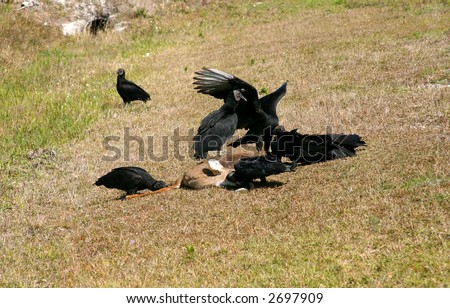 A flock of black vultures feeding on a dead white-tail deer. PHOTO ID: Vultures00033a