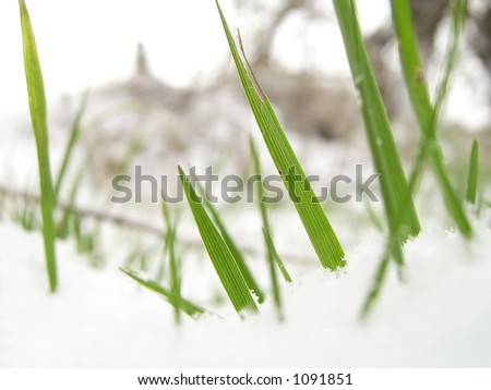 Macro of blades of grass protruding from snow