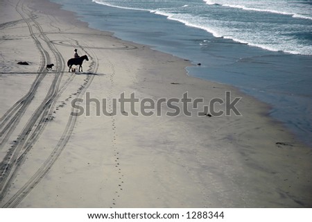 Rider on horseback heads to the surf with his dogs