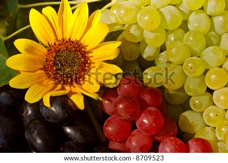 Bunches of grapes and sunflowers in a vintage wooden fruit box picked fresh from the garden
