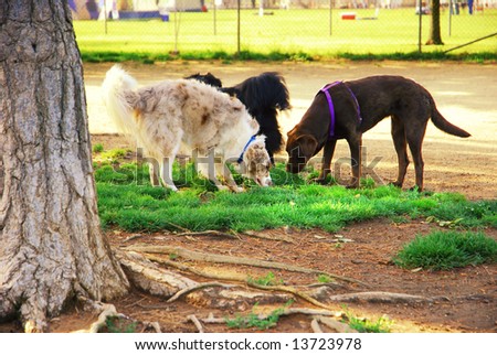 Three dogs playing near a tree at a dog park
