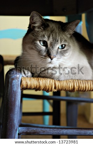 Beautiful male Tonkinese-mix cat hiding underneath a dining room table on a chair
