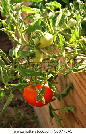 Beefsteak tomato growing in wooden raised bed