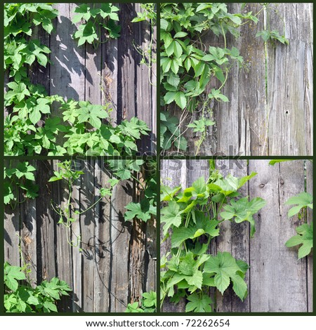 Natural background: old wooden fence and a climber plant hop.