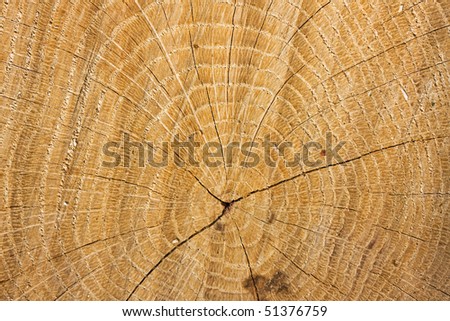 Tree rings in the trunk of an oak tell the history of this tree.