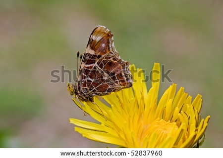 Brown butterfly, resting on a Dandelion, its head covered with pollen.