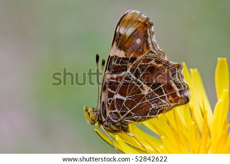 Dandelion with a brown butterfly, its head covered with pollen.