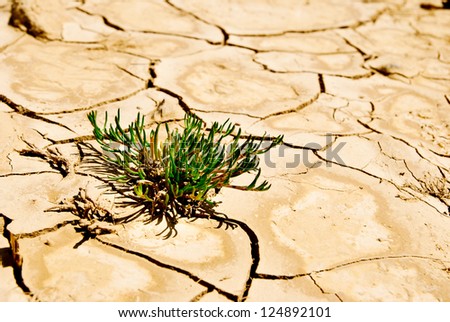 green plant in dry desert ground